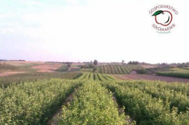 гадавальнік матэрыял вытворчасць і распаўсюджванне Польшча