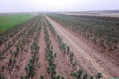 гадавальнік матэрыял вытворчасць і распаўсюджванне Польшча