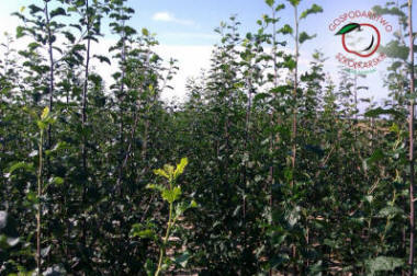 гадавальнік матэрыял вытворчасць і распаўсюджванне Польшча