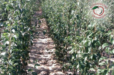 гадавальнік матэрыял вытворчасць і распаўсюджванне Польшча