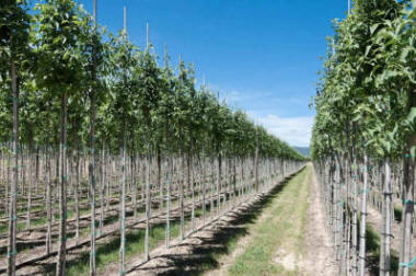 гадавальнік матэрыял вытворчасць і распаўсюджванне Польшча