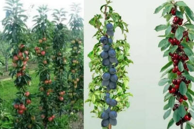 гадавальнік матэрыял вытворчасць і распаўсюджванне Польшча