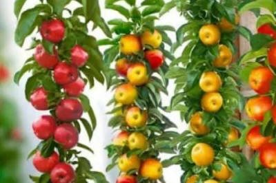 гадавальнік матэрыял вытворчасць і распаўсюджванне Польшча