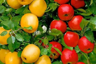 гадавальнік матэрыял вытворчасць і распаўсюджванне Польшча