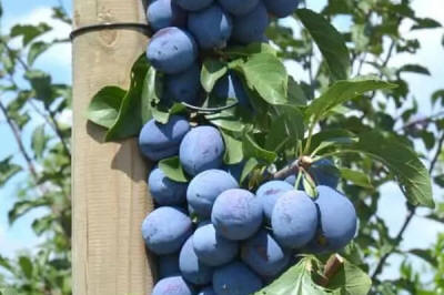 гадавальнік матэрыял вытворчасць і распаўсюджванне Польшча