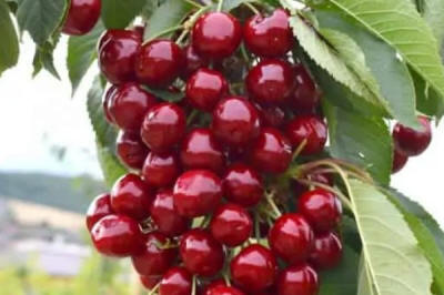 гадавальнік матэрыял вытворчасць і распаўсюджванне Польшча