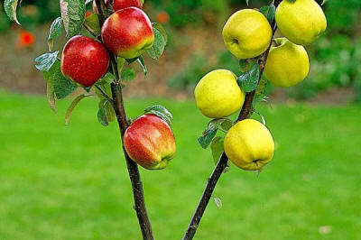 гадавальнік матэрыял вытворчасць і распаўсюджванне Польшча