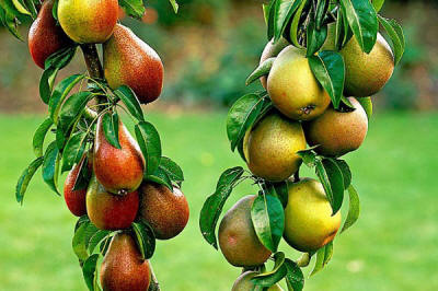 гадавальнік матэрыял вытворчасць і распаўсюджванне Польшча