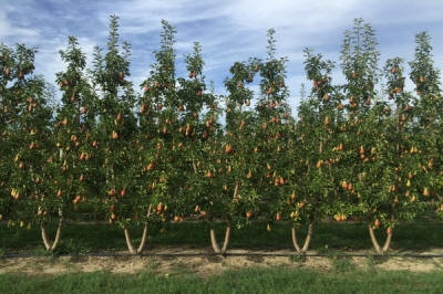 гадавальнік матэрыял вытворчасць і распаўсюджванне Польшча