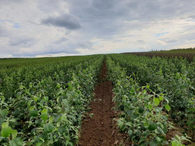 гадавальнік матэрыял вытворчасць і распаўсюджванне Польшча