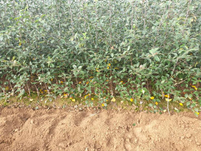 гадавальнік матэрыял вытворчасць і распаўсюджванне Польшча