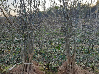 гадавальнік матэрыял вытворчасць і распаўсюджванне Польшча