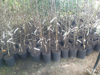 гадавальнік матэрыял вытворчасць і распаўсюджванне Польшча