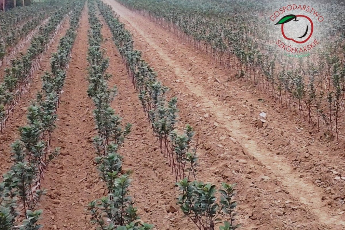 гадавальнік матэрыял вытворчасць і распаўсюджванне Польшча