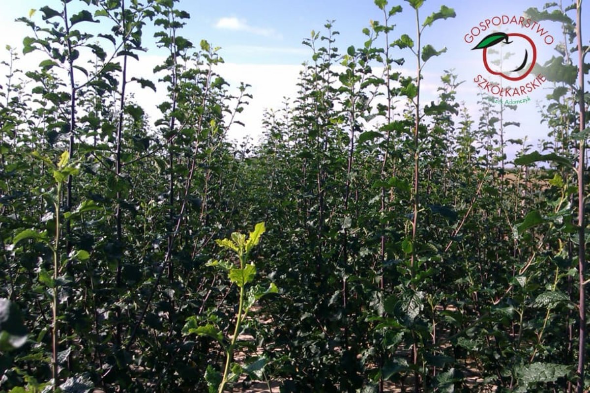 гадавальнік матэрыял вытворчасць і распаўсюджванне Польшча