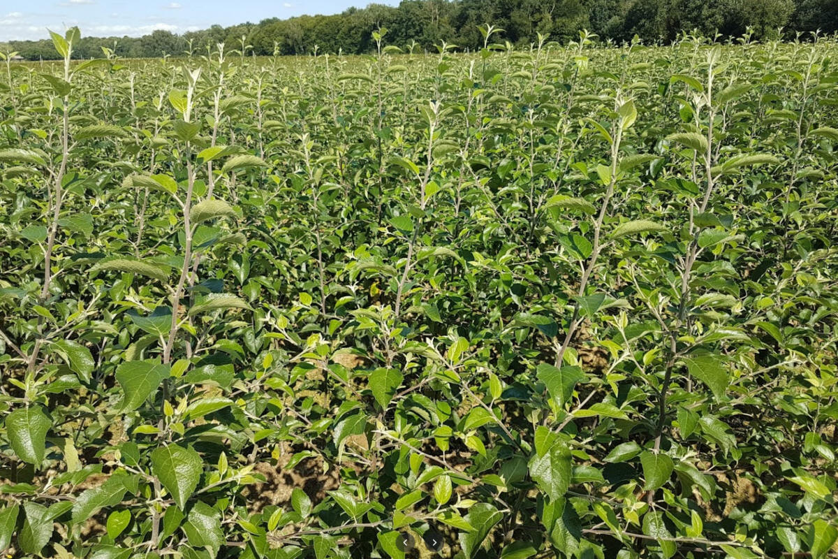 гадавальнік матэрыял вытворчасць і распаўсюджванне Польшча